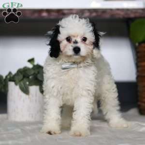 Jordan, Cavapoo Puppy